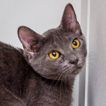 Mirage -  Domestic Short Hair Cat for Adoption in Hattiesburg, Mississippi - Mirage | PetCurious
