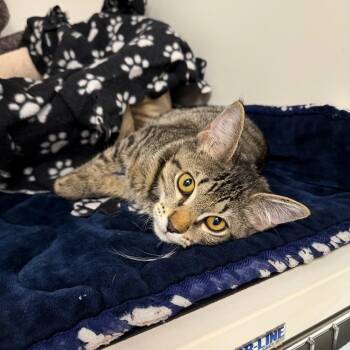 Domestic Short Hair Cats Available for Adoption - Mickey | PetCurious