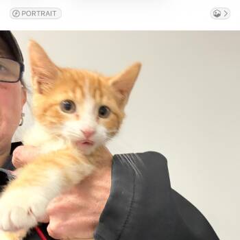 Cumin -  Domestic Short Hair Cat for Adoption in Normal, Illinois - Cumin | PetCurious