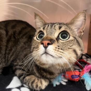 Domestic Short Hair Cats Available for Adoption in Reno, Nevada - Jones | PetCurious
