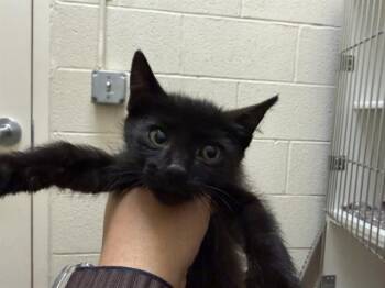 LYNX -  Domestic Short Hair Cat Available for Adoption in Frisco, Colorado - LYNX | PetCurious