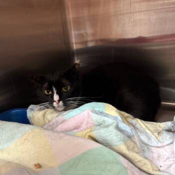 Rescue Domestic Short Hair Cats for Adoption in Kanab, Utah - Hera | PetCurious