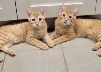 Milo -  Domestic Short Hair Cat for Adoption in San Juan Capistrano, California - Milo | PetCurious