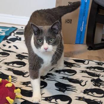 Xeno -  Domestic Short Hair Cat for Adoption in Murray, Utah - Xeno | PetCurious