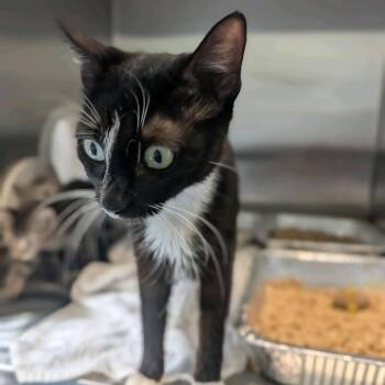 Lasagna -  Domestic Short Hair Cat for Adoption in Greensboro, North Carolina - Lasagna | PetCurious