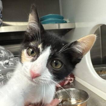 Rhonda -  Domestic Short Hair Cat for Adoption in Hilton Head Island, South Carolina - Rhonda | PetCurious