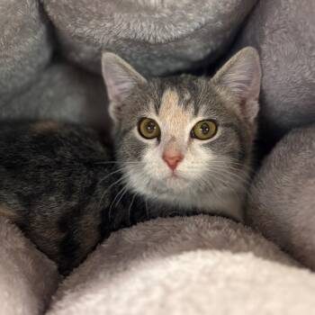 Domestic Short Hair Cats Available for Adoption - Lychee | PetCurious