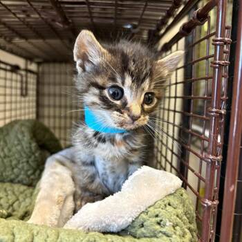 Domestic Short Hair Cats Available for Adoption in San Antonio, Texas - Tadpole | PetCurious