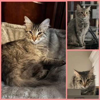 Rescue Tabby Cats for Adoption in Lubbock, Texas - Stormy | PetCurious