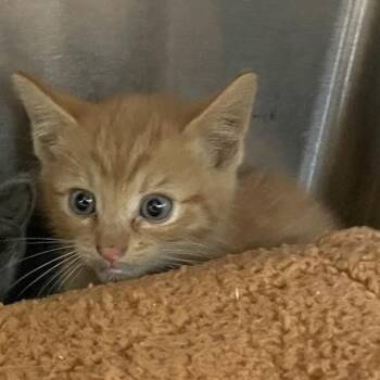 Duke Marigold -  Domestic Short Hair Cat for Adoption in Port Charlotte, Florida - Duke Marigold | PetCurious
