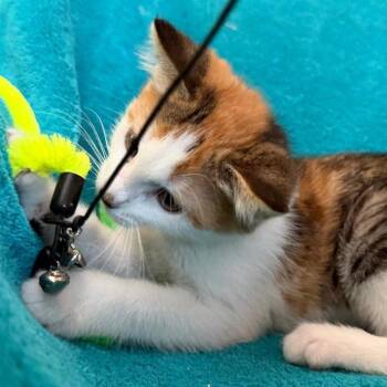 Pitch -  Domestic Short Hair Cat for Adoption in Los Angeles, California - Pitch | PetCurious