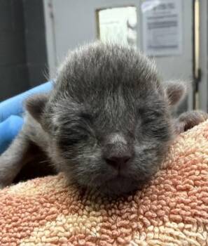 Domestic Short Hair Cats Available for Adoption in Fort Worth, Texas - Whisk | PetCurious