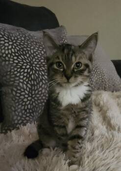 Beans -  Tabby and Calico Cat for Adoption in Gilbert, Arizona - Beans | PetCurious