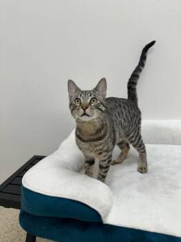 Jameson -  Tabby Cat for Adoption in Newberg, Oregon - Jameson | PetCurious