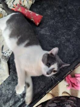 Domestic Short Hair Cats Available for Adoption - Chili | PetCurious