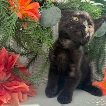 Rod Hope 57566 -  Domestic Short Hair Cat for Adoption in Eaton Rapids, Michigan - Rod Hope 57566 | PetCurious