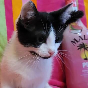 Pina Colada -  Domestic Medium Hair Cat for Adoption in La Grange, Kentucky - Pina Colada | PetCurious