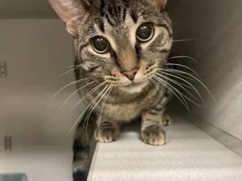 Domestic Short Hair Cats Available for Adoption in Quakertown, Pennsylvania - Haymitch | PetCurious