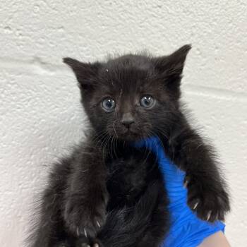 Rescue Domestic Short Hair Cats for Adoption in Lyndhurst, Virginia - SVAS-Stray-37883 | PetCurious