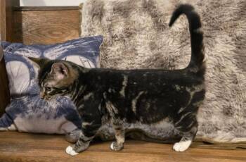 Domestic Short Hair Cats Available for Adoption in Miami, Oklahoma - Squirrel Steinman | PetCurious