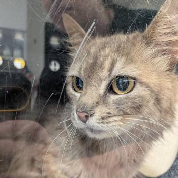 Willow -  Domestic Long Hair Cat for Adoption in Newark, New Jersey - Willow | PetCurious