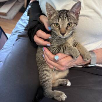 Spell -  Domestic Short Hair Cat for Adoption in Fairfax Station, Virginia - Spell | PetCurious