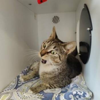 Domestic Short Hair Cats Available for Adoption in Voorhees Township, New Jersey - Acme | PetCurious