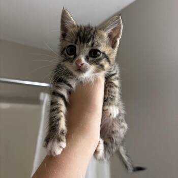 Larson -  Domestic Short Hair Cat for Adoption in Buffalo, Minnesota - Larson | PetCurious