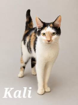 Kali -  Calico Cat for Adoption in Monroeville, Pennsylvania - Kali | PetCurious