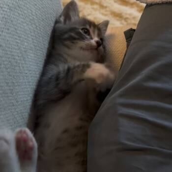 Rescue Domestic Short Hair Cats for Adoption in Richmond, California - CLOVER | PetCurious