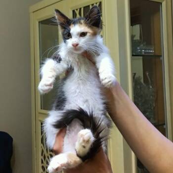 Maine Coon Cats Available for Adoption in Brampton, Ontario - Bonnie | PetCurious