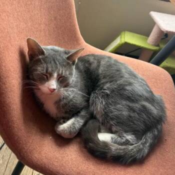 Domestic Short Hair Cats Available for Adoption - Potion | PetCurious