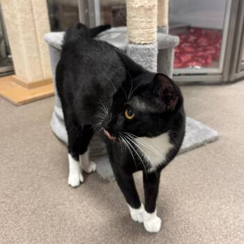 Flounder -  Domestic Short Hair Cat for Adoption in South Elgin, Illinois - Flounder | PetCurious