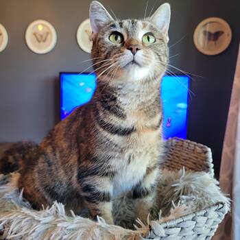 Stinkerbelle -  Domestic Short Hair Cat for Adoption in Whitestown, Indiana - Stinkerbelle | PetCurious