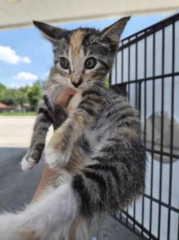 HARPER -  Domestic Short Hair Cat for Adoption in Houston, Texas - HARPER | PetCurious
