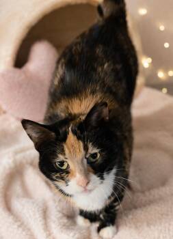 Tortoiseshell Cats Available for Adoption - Bridgette  | PetCurious