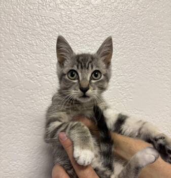 Tabby Cats Available for Adoption in Vallejo, California - Rocko ( BC) | PetCurious