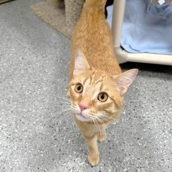 Simba -  Domestic Short Hair Cat for Adoption in Michigan City, Indiana - Simba | PetCurious