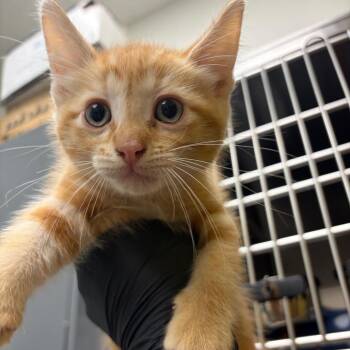 LiveWire (green) -  Domestic Short Hair Cat for Adoption in Keizer, Oregon - LiveWire (green) | PetCurious