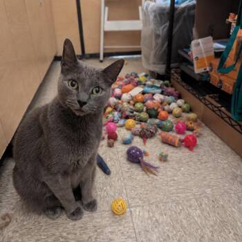 Slate -  Russian Blue and Domestic Short Hair Cat for Adoption in Medford Lakes, New Jersey - Slate | PetCurious
