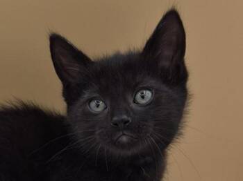 Squeezy -  Domestic Medium Hair Cat for Adoption in Portland, Oregon - Squeezy | PetCurious