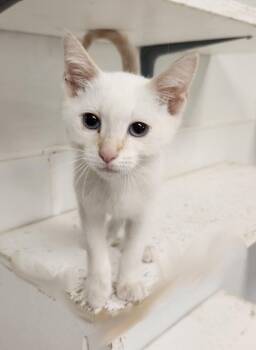 Siamese Cats Available for Adoption in Parlier, California - Cat 27210 (Lester) | PetCurious