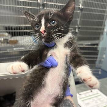 Zach -  Domestic Short Hair Cat for Adoption in Greensboro, North Carolina - Zach | PetCurious