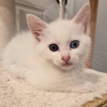 Rescue Domestic Short Hair Cats for Adoption in Knoxville, Tennessee - Coconut | PetCurious