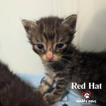 Linux Tux Litter:   Red Hat -  Domestic Short Hair and Extra Toes Cat Hemingway Polydactyl Cat for Adoption in Council Bluffs, Iowa - Linux Tux Litter:   Red Hat | PetCurious