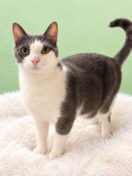 Dallas and Vegas -  Tabby Cat for Adoption in Palo Alto, California - Dallas And Vegas | PetCurious