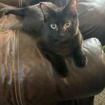 Zeuse -  Domestic Short Hair Cat for Adoption - Zeuse | PetCurious