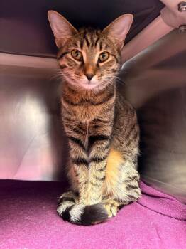Domestic Short Hair Cats Available for Adoption - Fendi | PetCurious