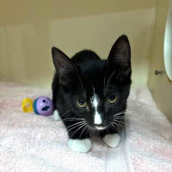 Morty -  Domestic Medium Hair Cat for Adoption in Yuma, Arizona - Morty | PetCurious