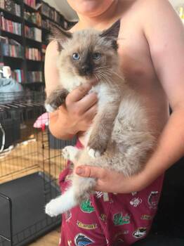 Senor -  Siamese and Domestic Long Hair Cat for Adoption in Wasilla, Alaska - Senor | PetCurious
